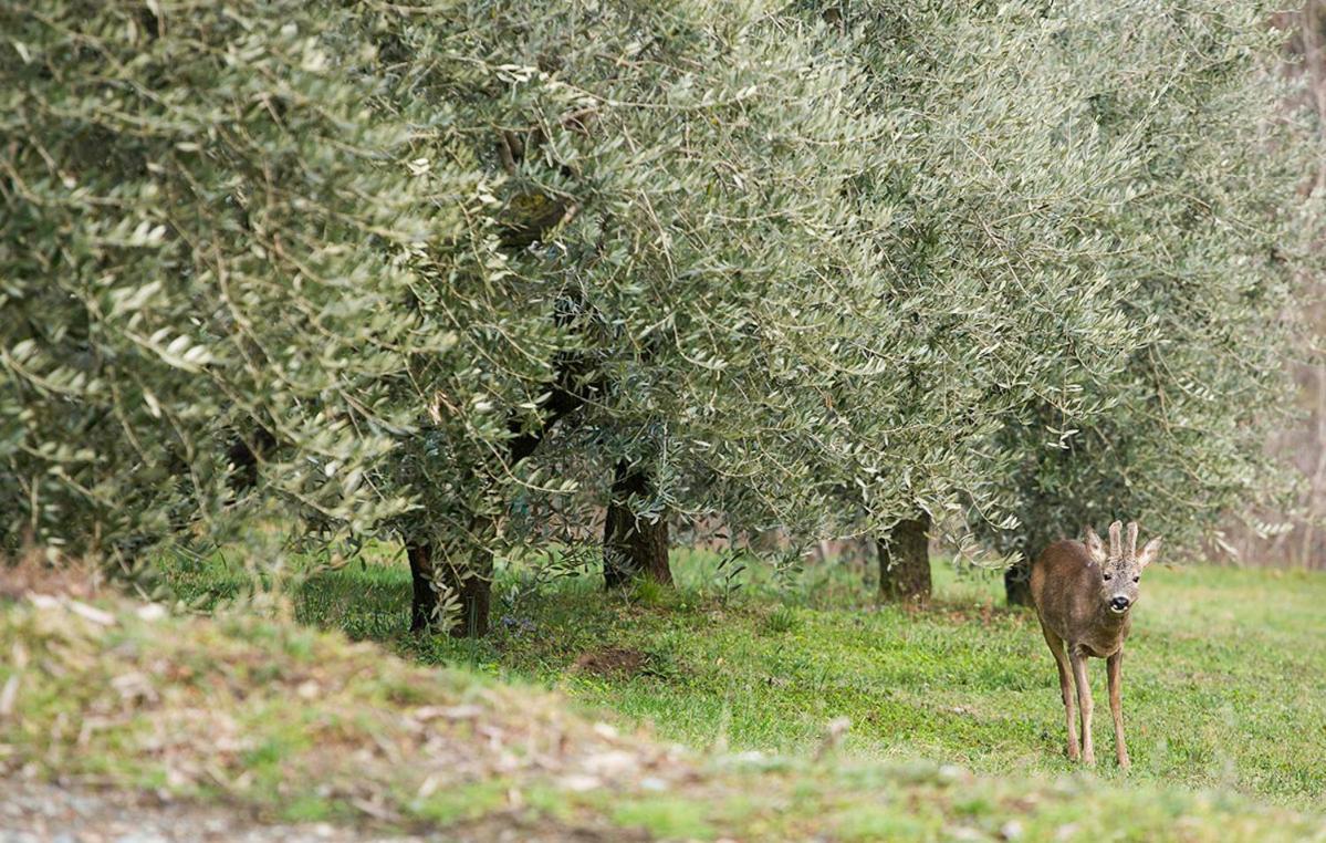 فيلا La Casa Di Chianni La Pieve 2 المظهر الخارجي الصورة
